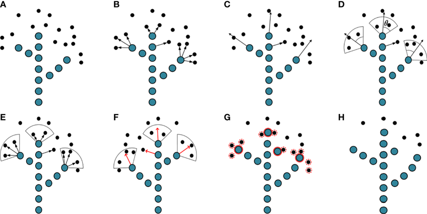 Space Colonization Algorithm Visualization